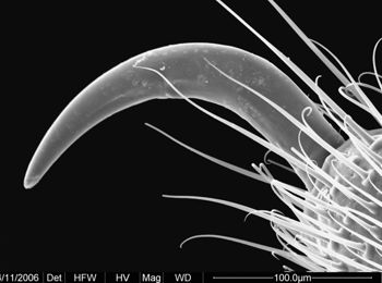 Media type: image;   Invertebrate Zoology 134690